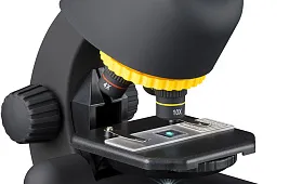 Вша под микроскопом