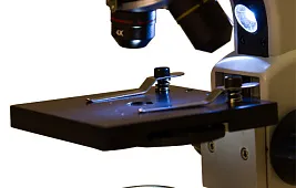 Грибок под микроскопом: фото и особенности исследования