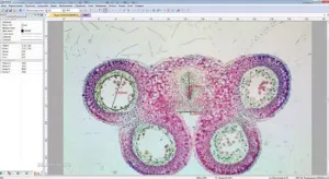 Видеоокуляр ToupCam 3 Мпикс (SCMOS03000KPA), изображение 2