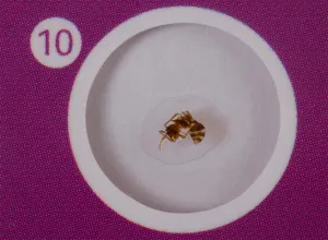 Набор микропрепаратов Levenhuk LabZZ CP24, существа и растения, изображение 9