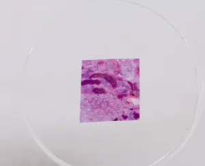 Набор микропрепаратов Konus 10: «Человеческое тело. Норма», изображение 6