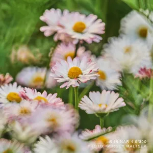 Объектив фотографический МС Рубинар 4,5/300 Макро, изображение 4