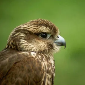 Зрительная труба MINOX MD 62, изображение 2