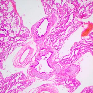 Микроскоп биологический MAGUS Bio 240B, изображение 24