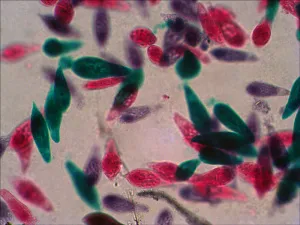 Набор готовых микропрепаратов Levenhuk N38 NG, изображение 12