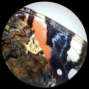 Микроскоп стереоскопический Bresser Analyth STR 10–40x, изображение 6