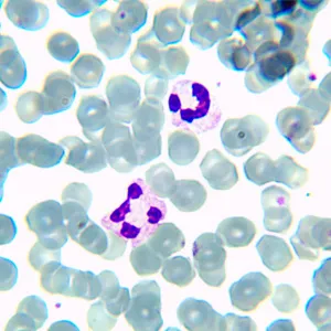 Микроскоп биологический цифровой MAGUS Bio D230TL, изображение 24