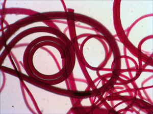 Набор готовых микропрепаратов Levenhuk N10 NG, изображение 8